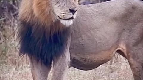 Male Lion Alert Mode