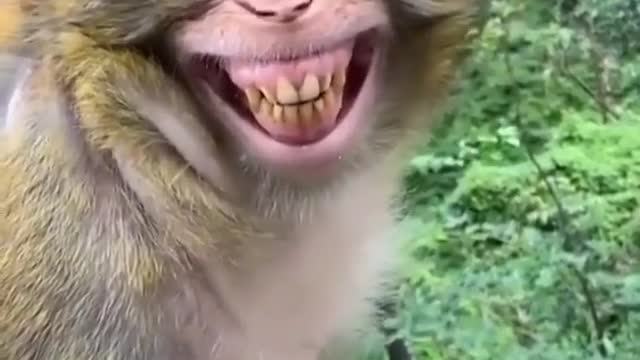 Smiling monkey 🐒