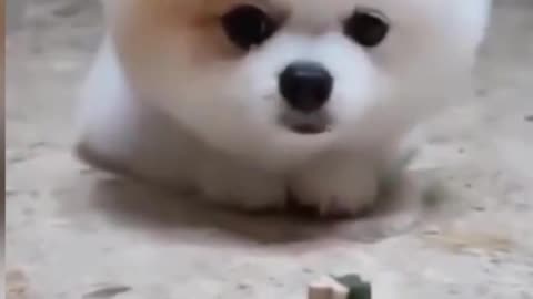 Happy dog like this