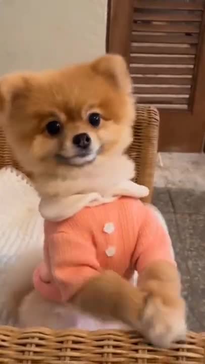 Cute puppy 🥺🥺 funny promise #rumble