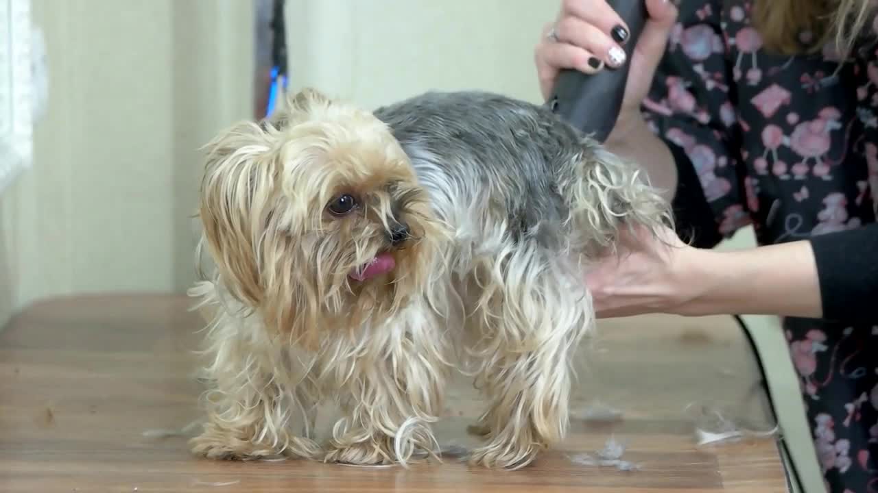 York terrier getting haircut, salon. Female hands, dog grooming clipper