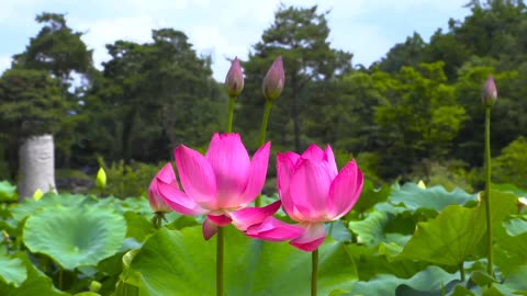 Lotus - Vietnam's national flower (Part 1)