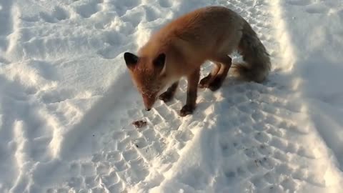 sly fox came from the forest and asks for food