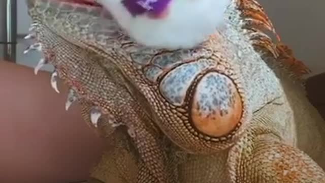 If an iguana was an influencer — wait for Step 5 💅😂