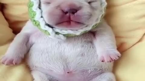 Little puppy a sleep cute animals bankAll carts a funny