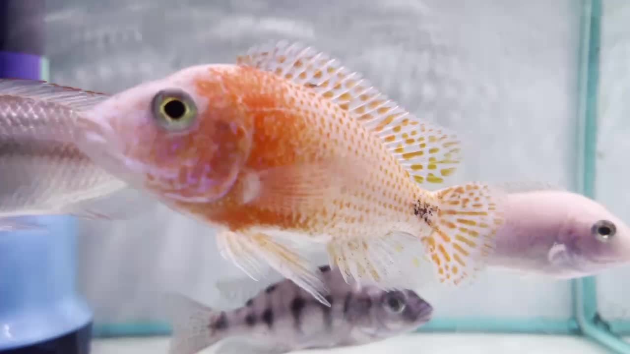 This fish is so cute