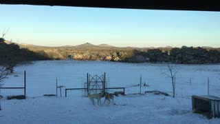 Boz Shepherd Dogs Play in Snow