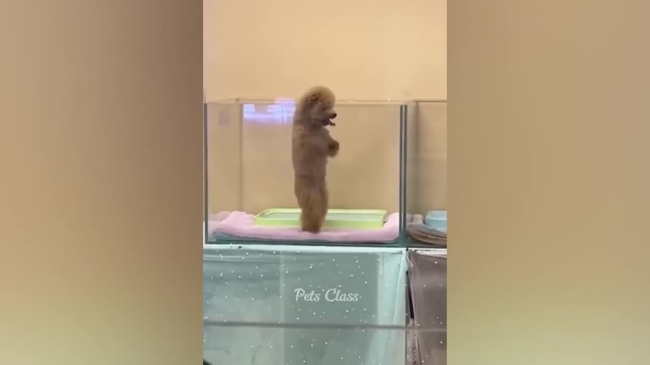 Funny Animal Videon