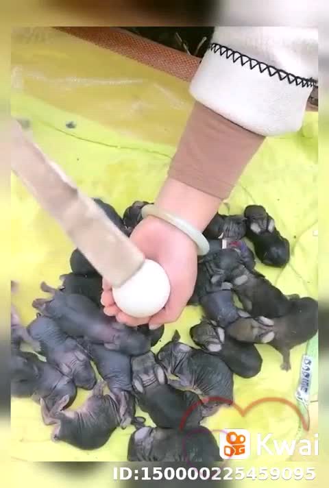 𝑵𝒂𝒄𝒊𝒎𝒊𝒆𝒏𝒕𝒐 𝒅𝒆 𝒄𝒐𝒏𝒆𝒋𝒐 𝒅𝒆 𝒑𝒂𝒔𝒄𝒖𝒂