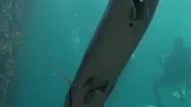 In the shadow of giant barracuda fish