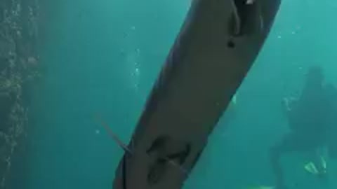 In the shadow of giant barracuda fish