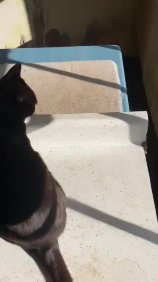 Coco eats Brussels sprout