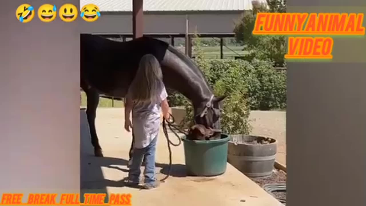 Very funny animal video full entertainment 🤣😁😍😅