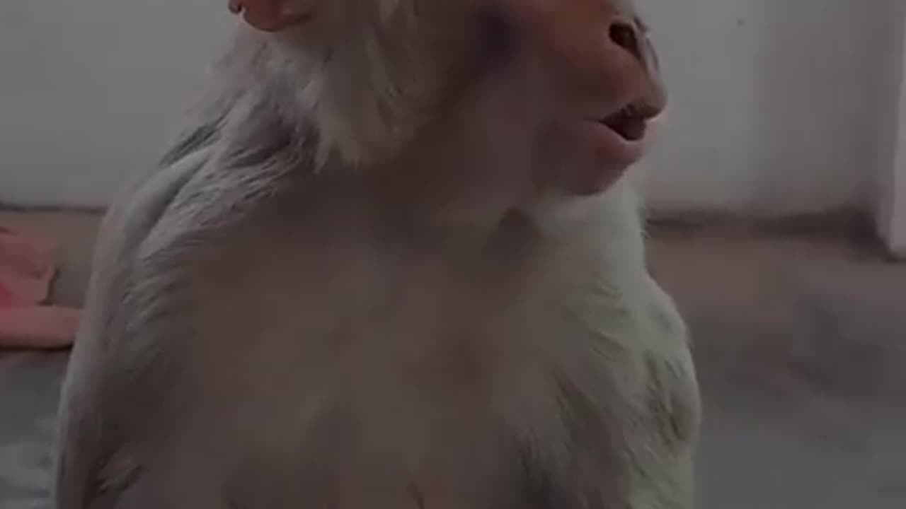 Funny monkey