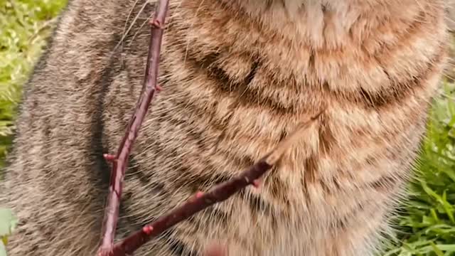cats