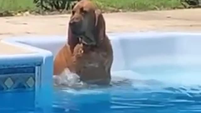 🤣 Funniest 🐶 Dogs - Awesome Funny Pet Animals Videos 😇 #short