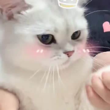 A cute cat 🐱 🥰