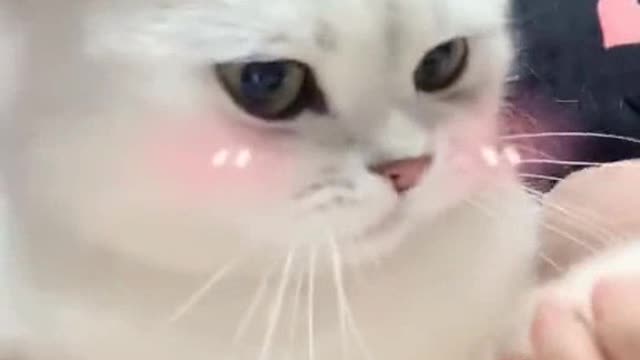 A cute cat 🐱 🥰