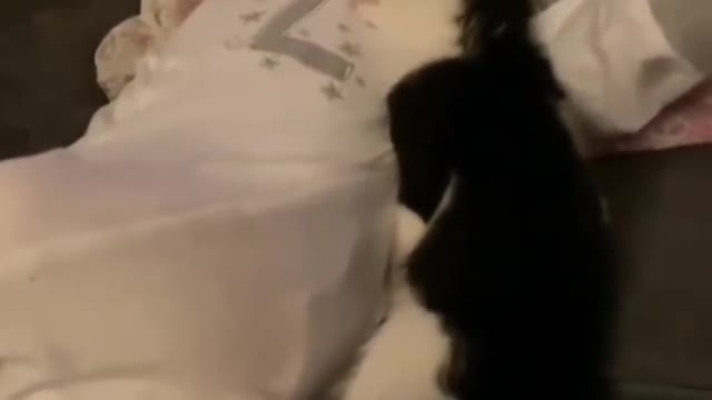 flash . cat