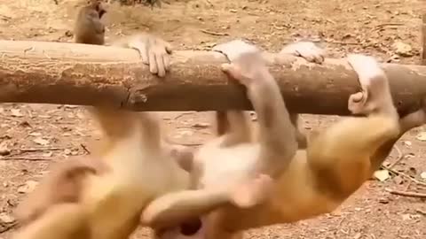 Monkey baby fighting