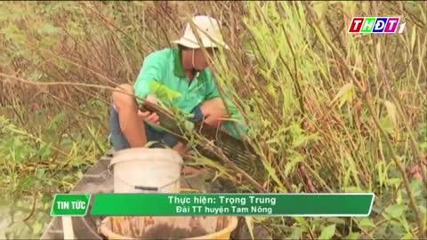 đặt xà di bắt cá rô
