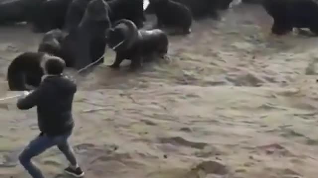 Brave Man freeing a Sea Lion!