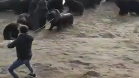 Brave Man freeing a Sea Lion!