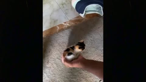 super cute cat videos