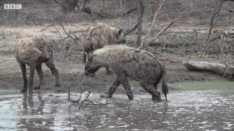 Female Hyenas are Queens of the Pack | Wild Files with Maddie Moate | BBC Earth