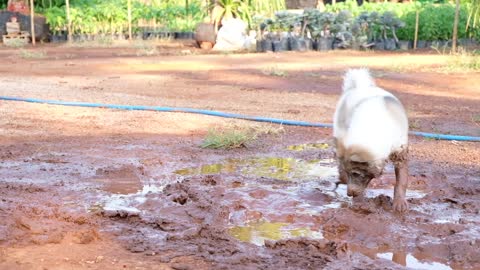 Dog Loves Rolling in Mud