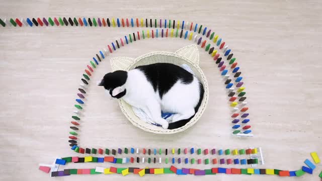 Cat and dominoes