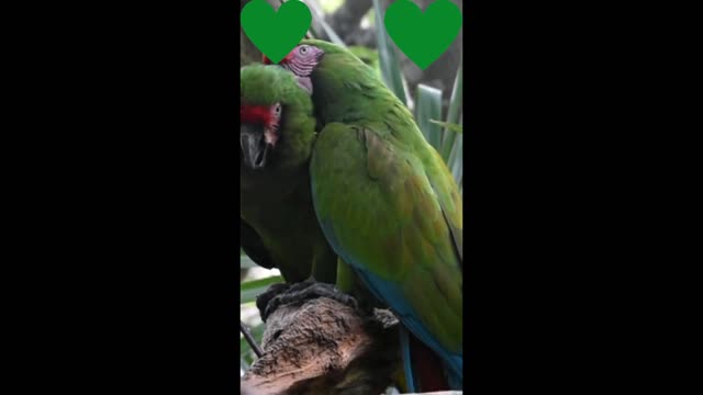 The Military Macaw - Macaw Military (Ara militaris)