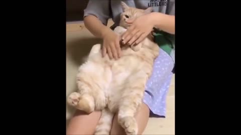 Dogs and Cats Funny Video