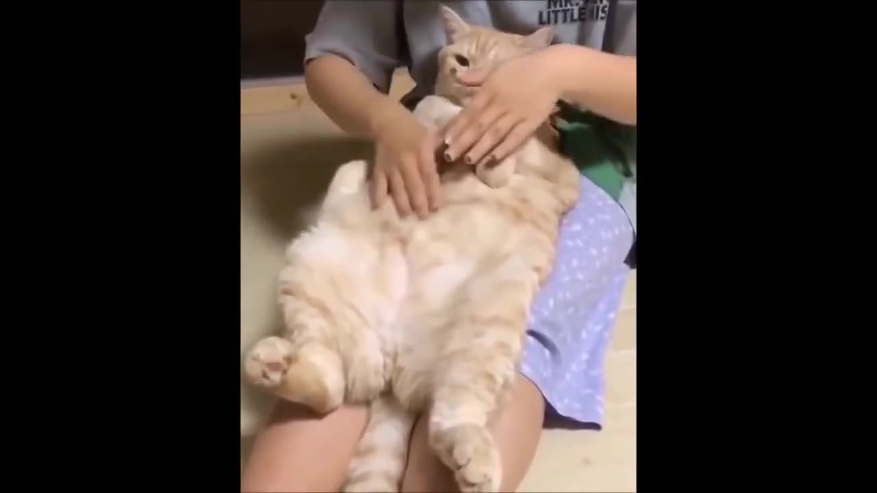 Dogs and Cats Funny Video