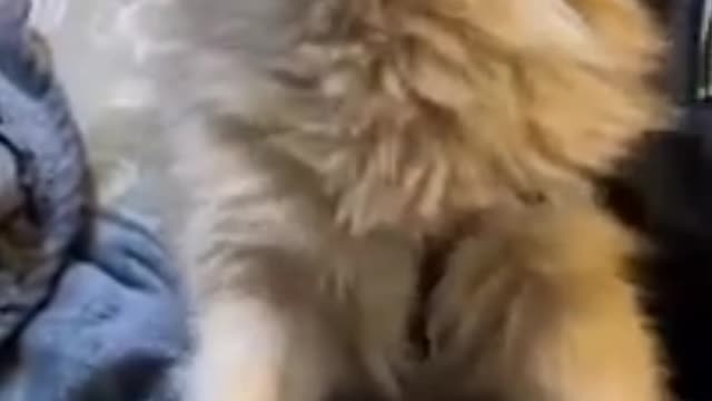 dog is screaming😂😂🤣🤣