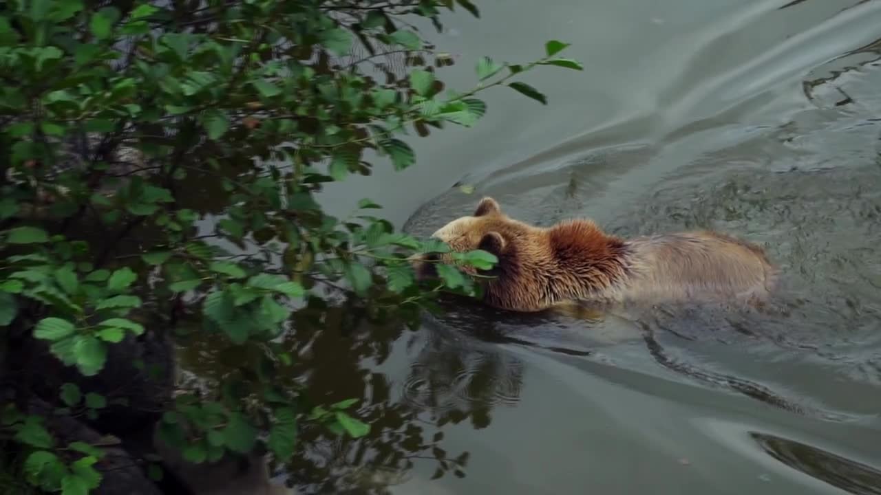 Brown Bear Bear Forest Animal Nature