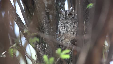 This owl disguise was caught on camera