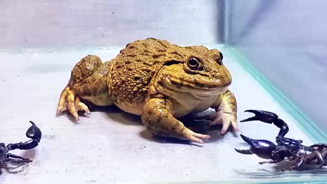 Amazing!! Asian Bullfrog With Big Black Scorpion! Warning Live Feeding #usa #kittens