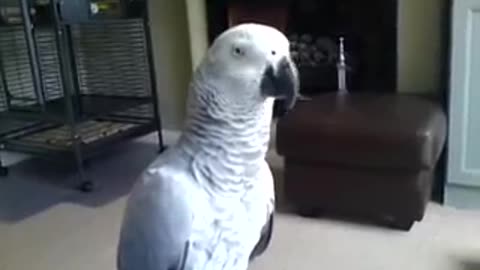 parrot saying dont touch me