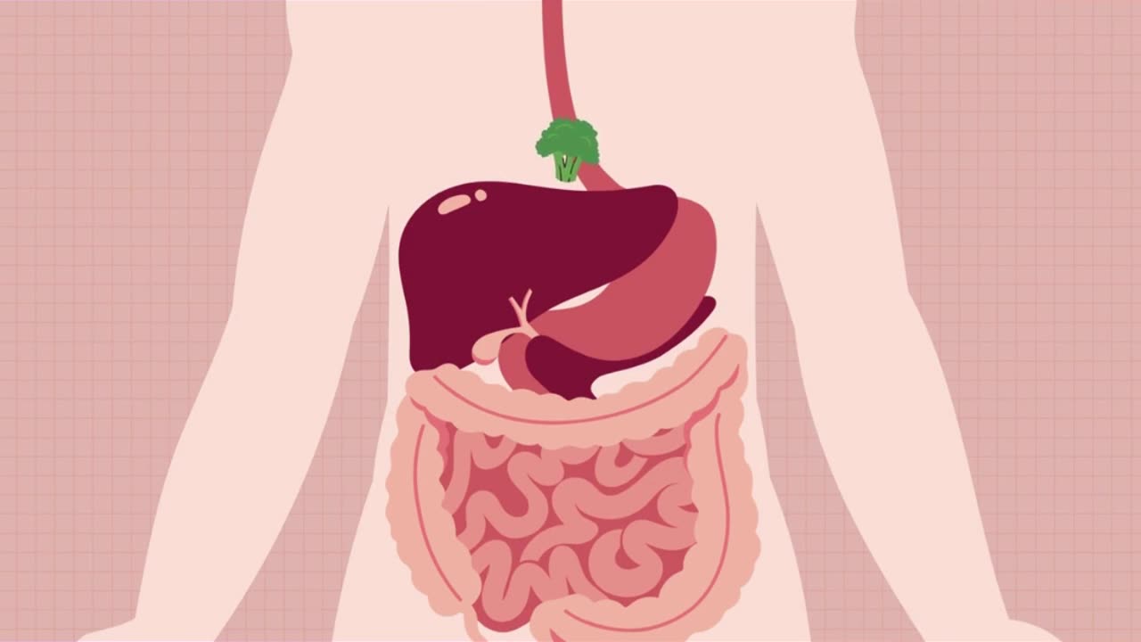 JOURNEY throughThe DIGESTIVE SYSTEMS #humanbody #ytshorts #foryou #viralvideo