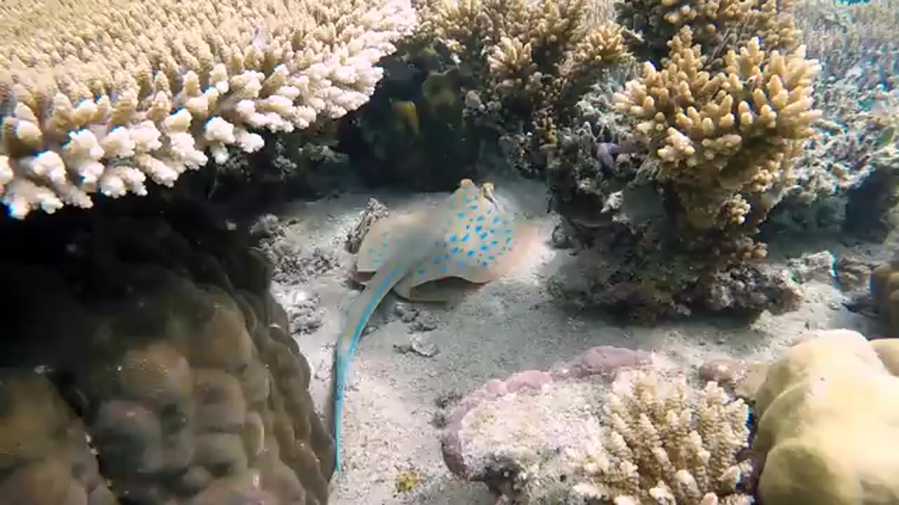 The Cutest, Weirdest, and Most Fascinating Creatures You'll Find Underwater