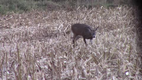 November Deer Hunting in Nebraska, 2019