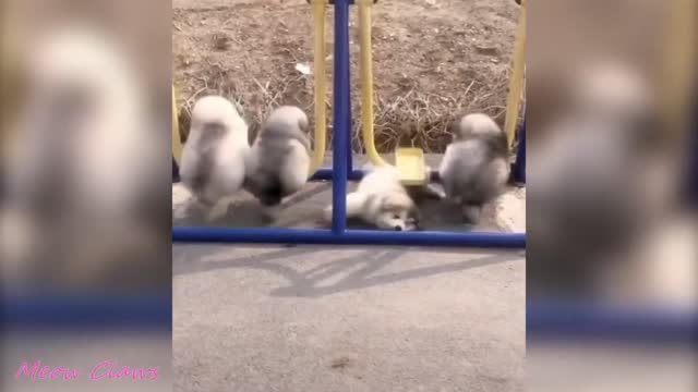 Try Not to Laugh at these Cute Clumsy Pups 🥺.