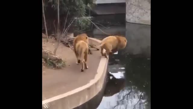 Lion drop the water, very funny moments