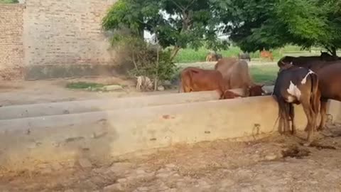 Village life in Pakistan/ cow farm