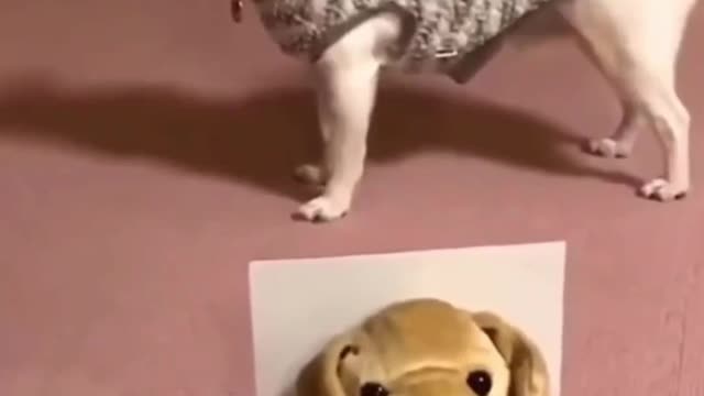 Little Dog and toy Dog Howling together.