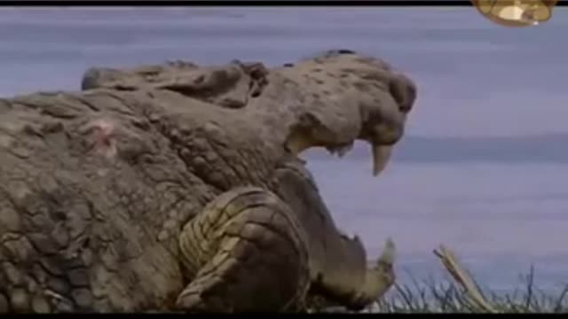 CROCODILE CALLED GUSTAVE LIVED IN THE LAKE