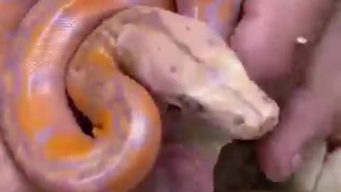 Unboxing Snakes