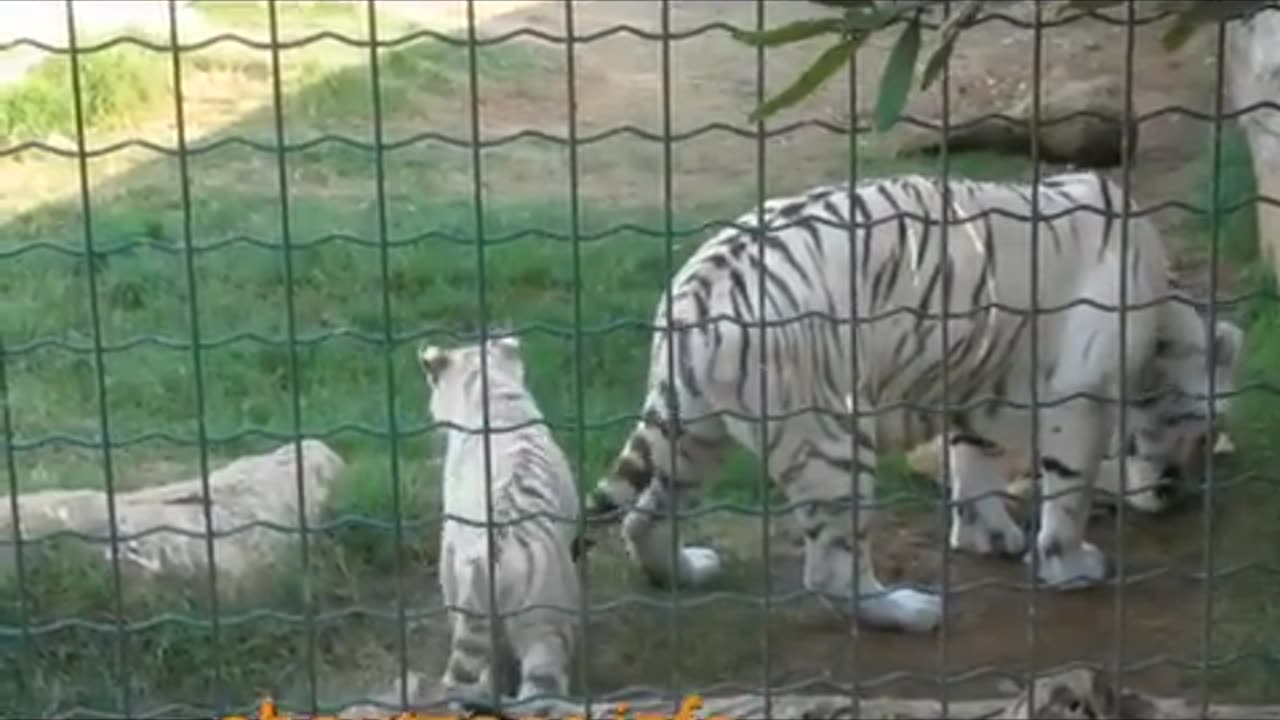 White tiger cub in Athens Zoo