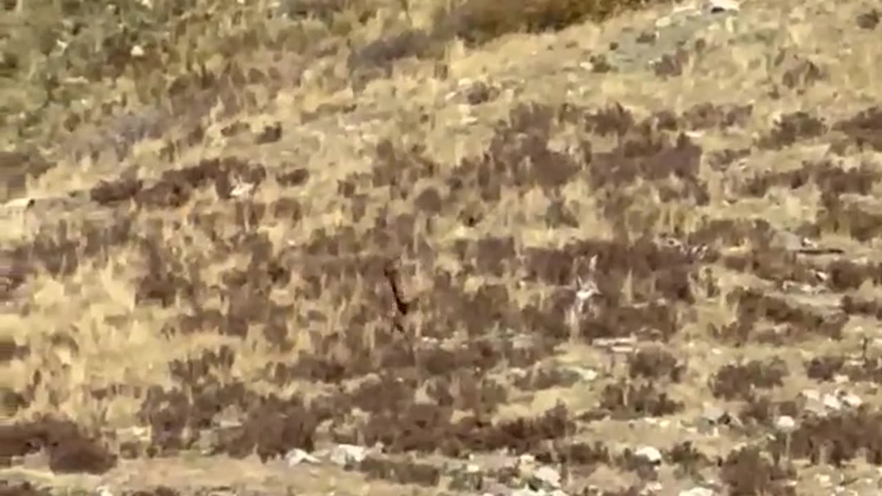 Bigfoot spotted in Colorado!!!